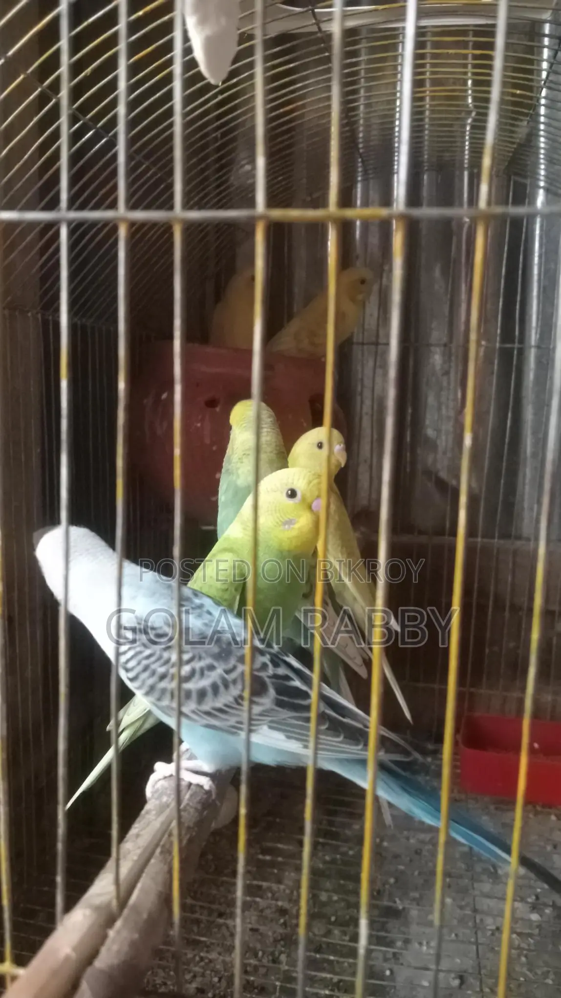 বাজিগর পাখি বিক্রি করা হবে