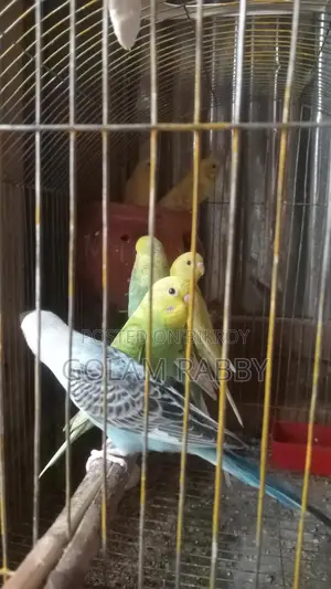 বাজিগর পাখি বিক্রি করা হবে