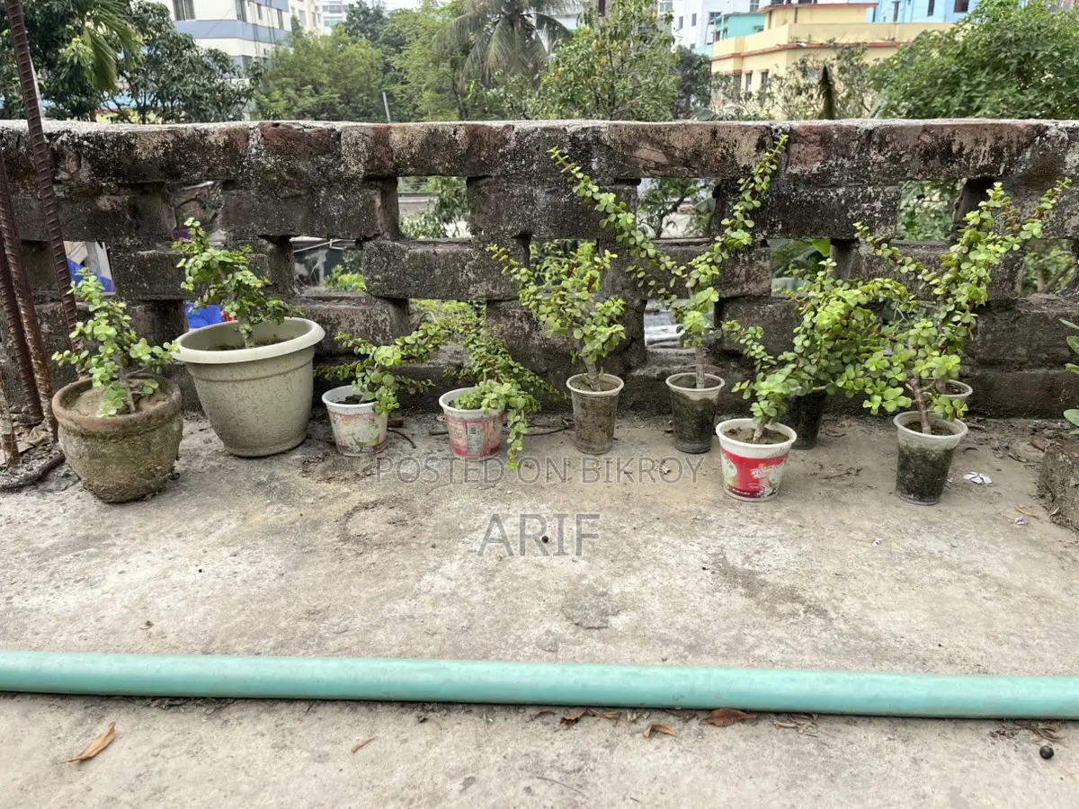 Zade Plant Tree
