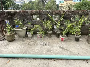 Zade Plant Tree