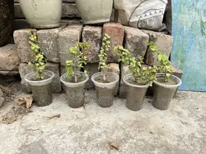 Zade Plant Tree