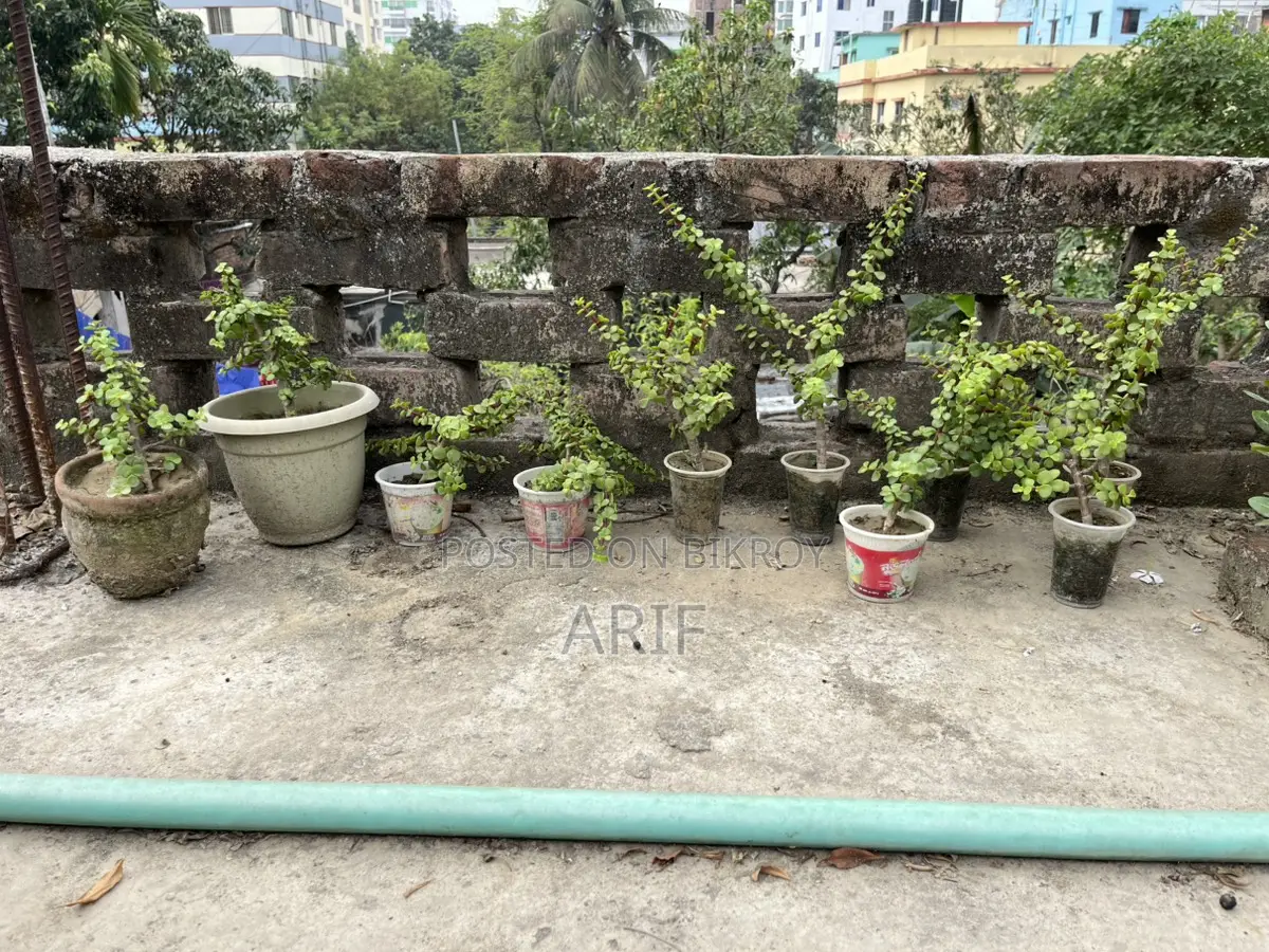 Zade Plant Tree