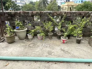 Zade Plant Tree