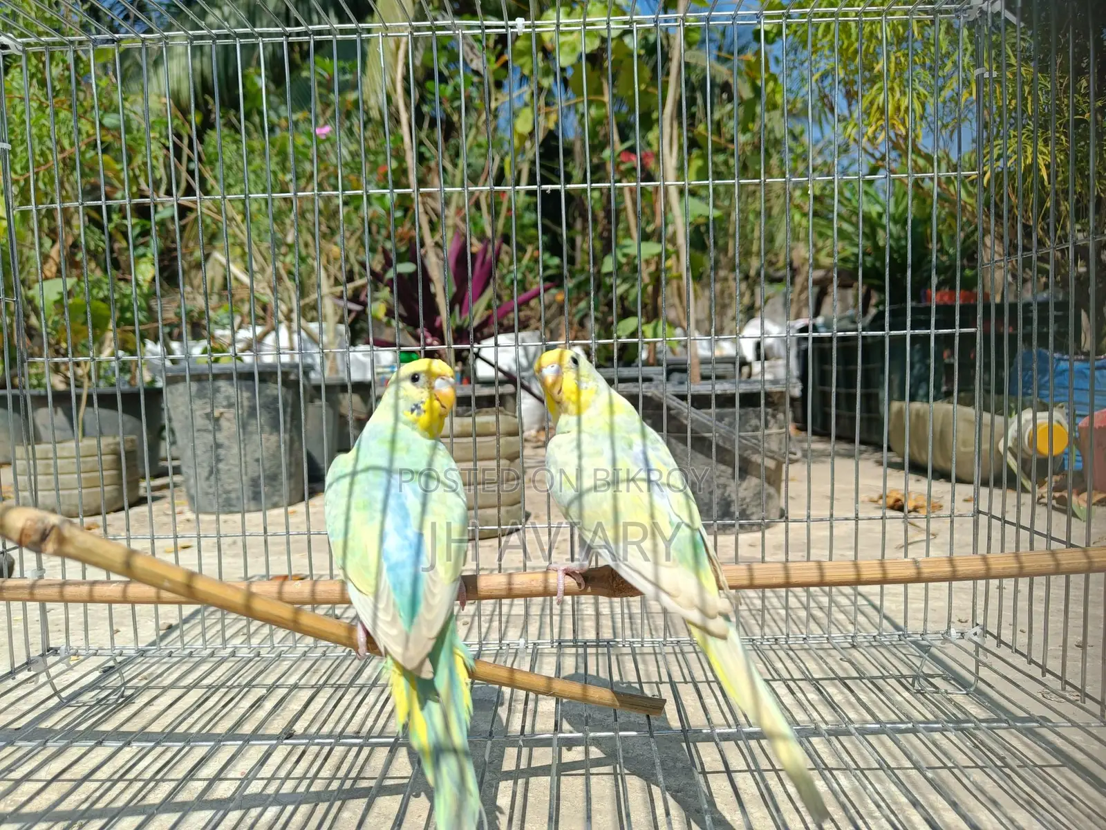 Budgie Bird Adult