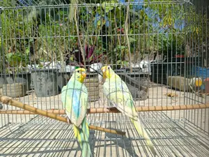Budgie Bird Adult