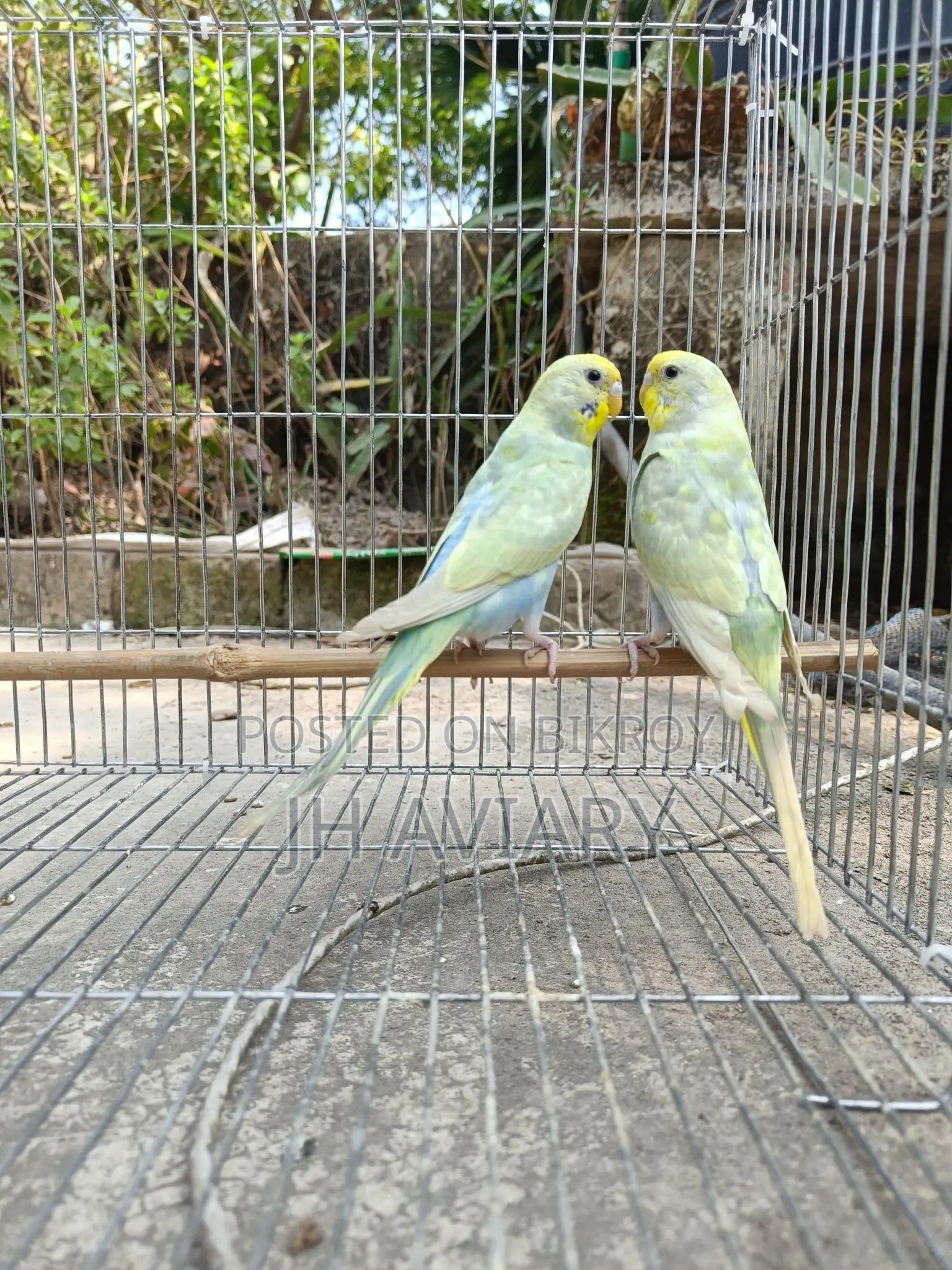 Budgie Bird Adult