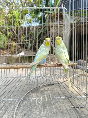 Budgie Bird Adult
