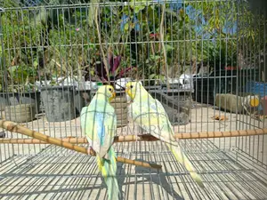 Budgie Bird Adult
