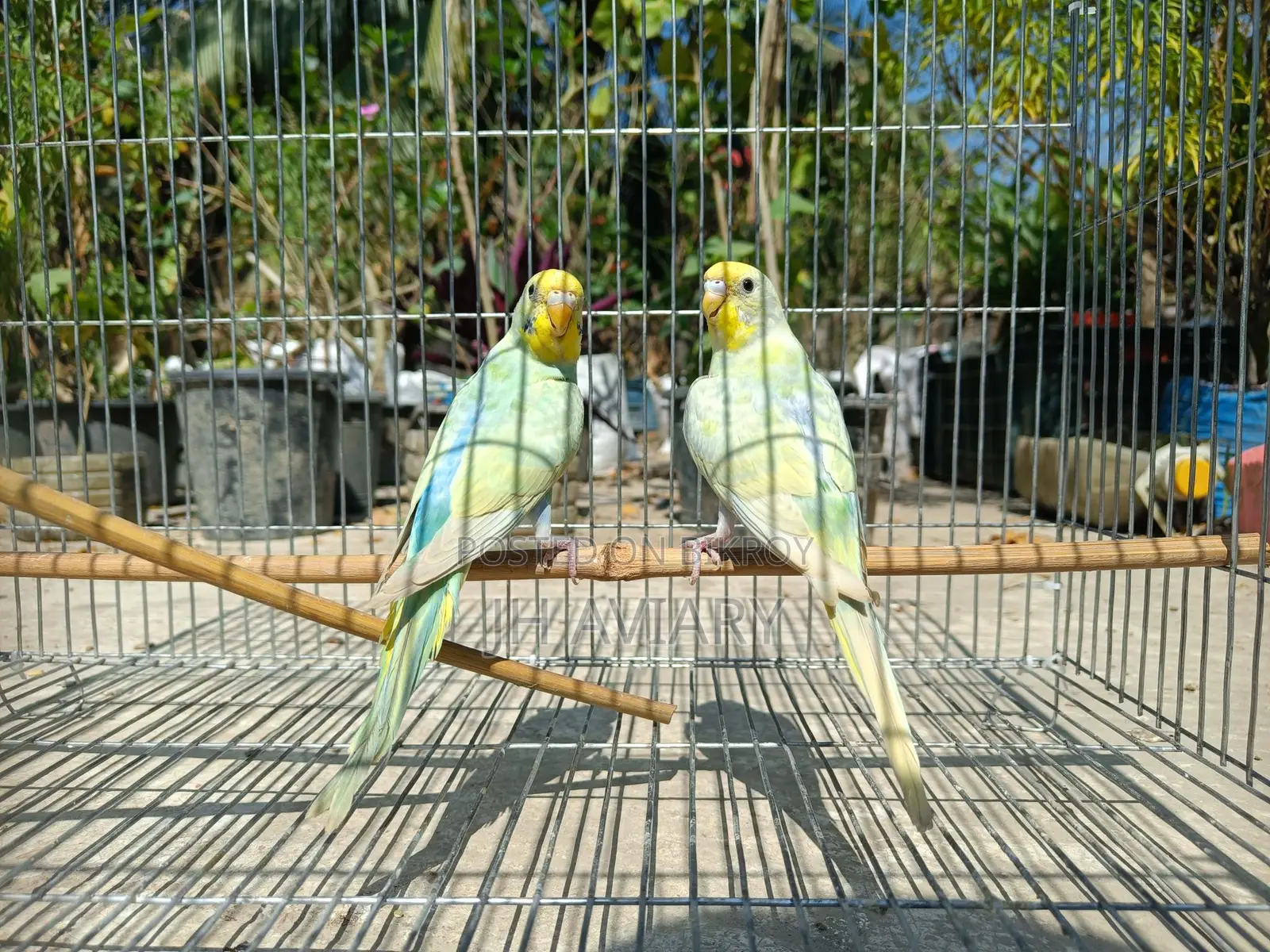 Budgie Bird Adult