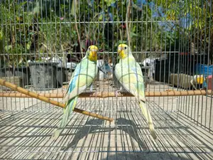 Budgie Bird Adult