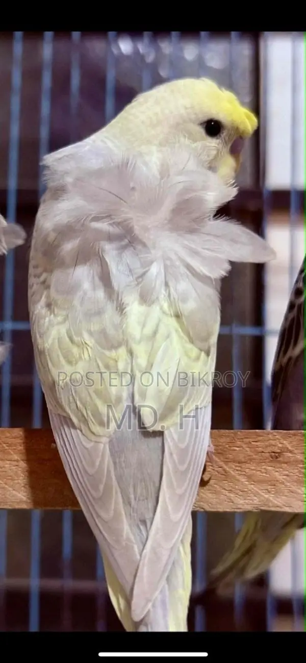 Budgie Birds with Different Mutations