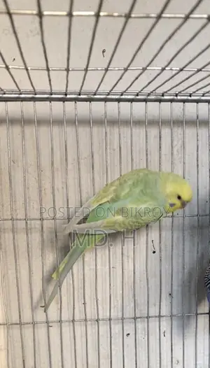 Budgie Birds with Different Mutations