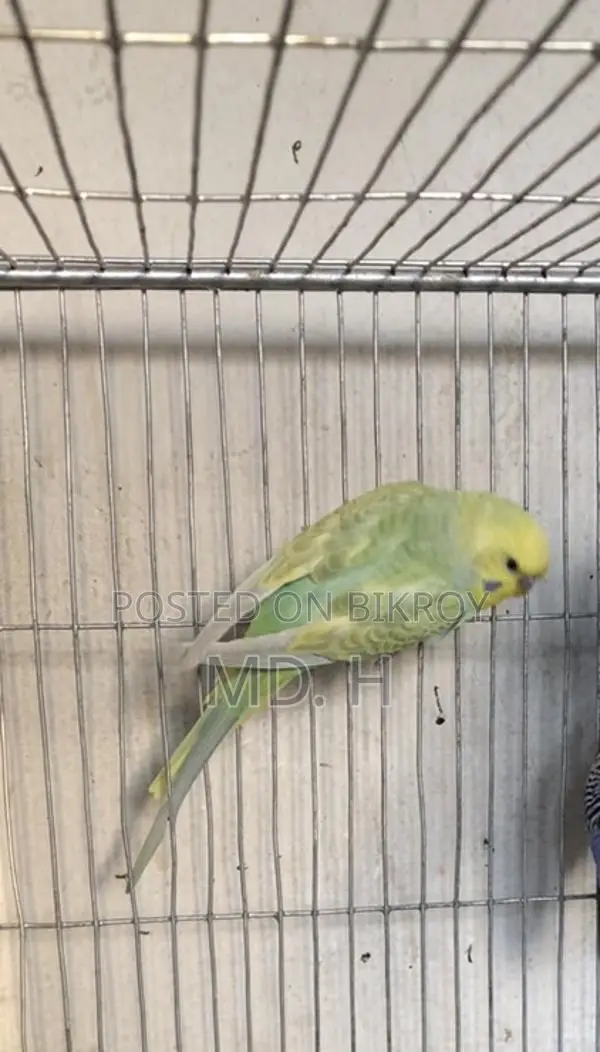 Budgie Birds with Different Mutations