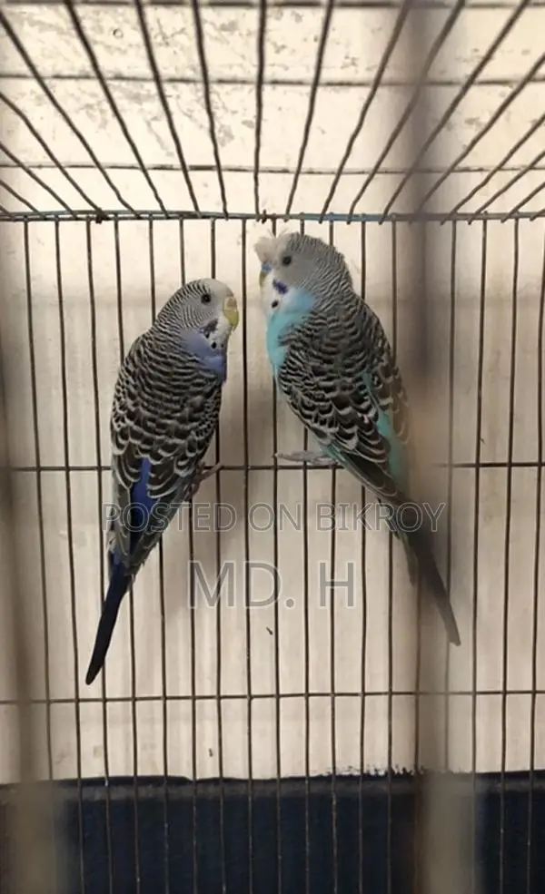 Budgie Birds with Different Mutations