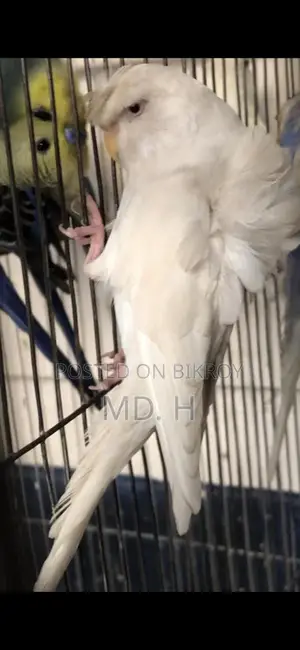 Budgie Birds with Different Mutations