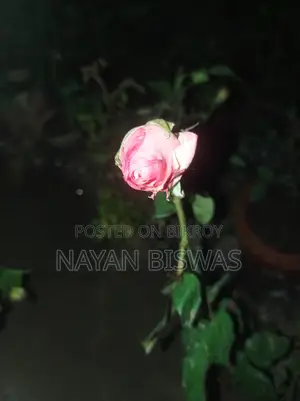 গোলাপ গাছ