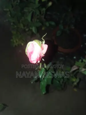 গোলাপ গাছ