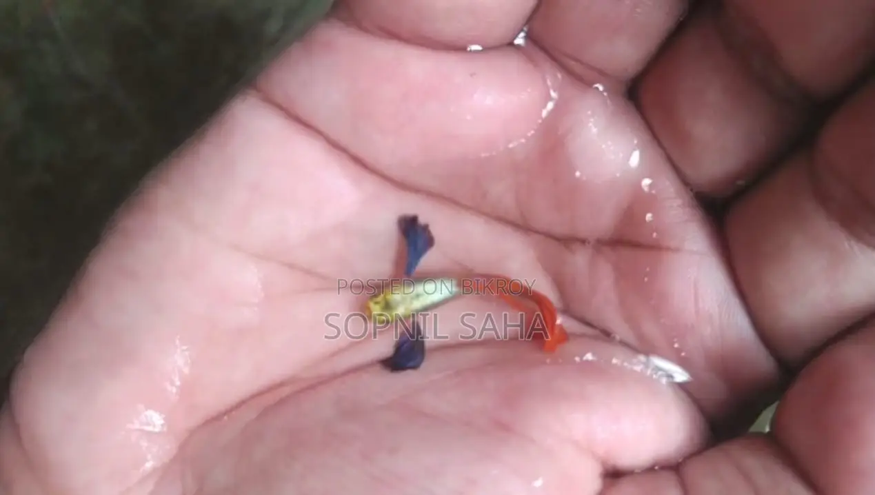 Fish for sale