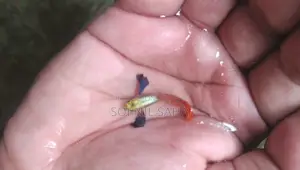 Fish for sale