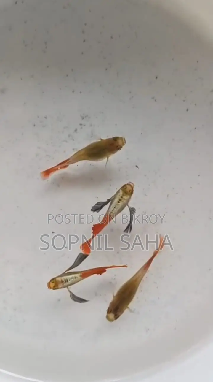 Fish for sale