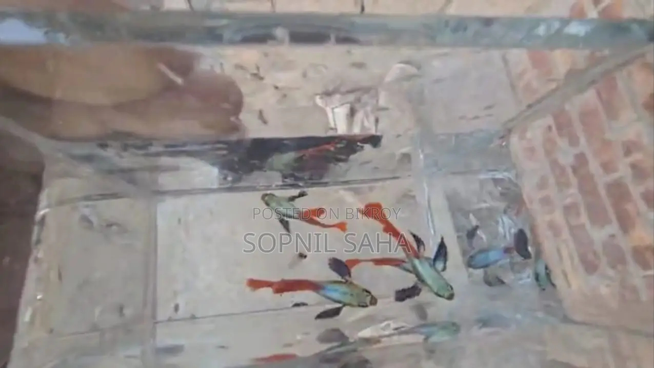 Fish for sale