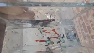 Fish for sale