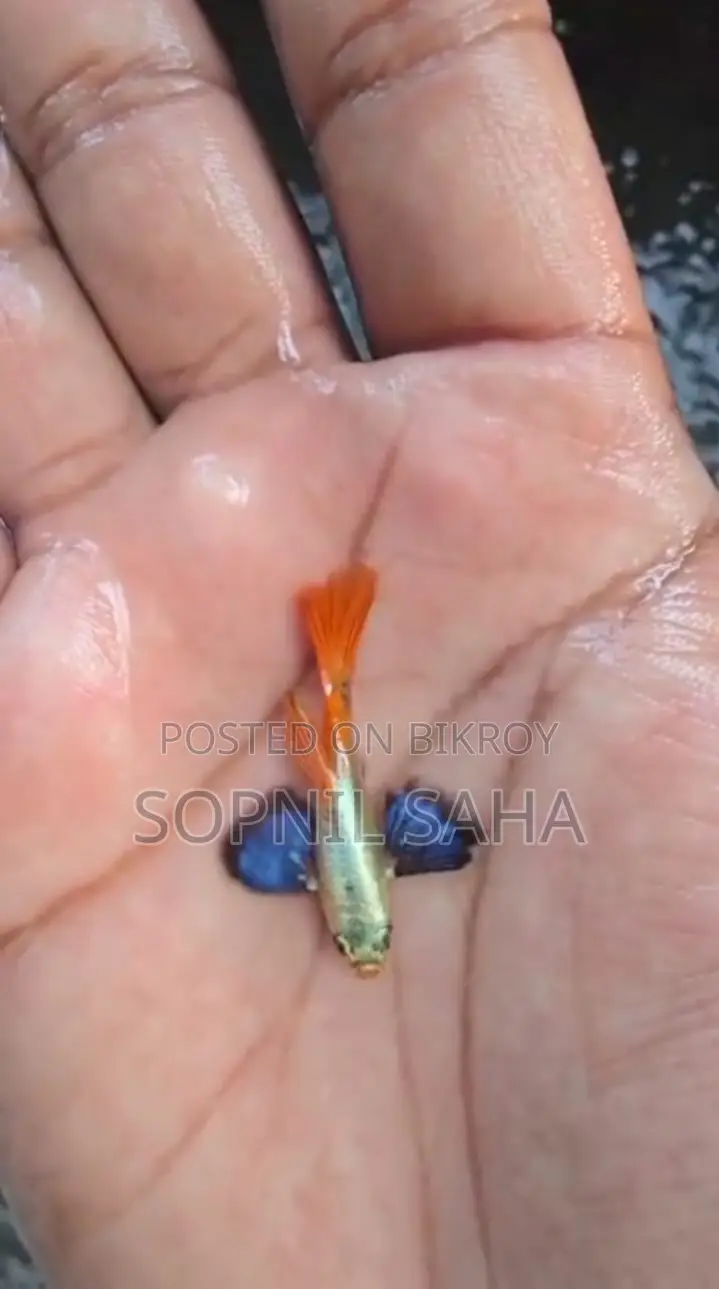 Fish for sale