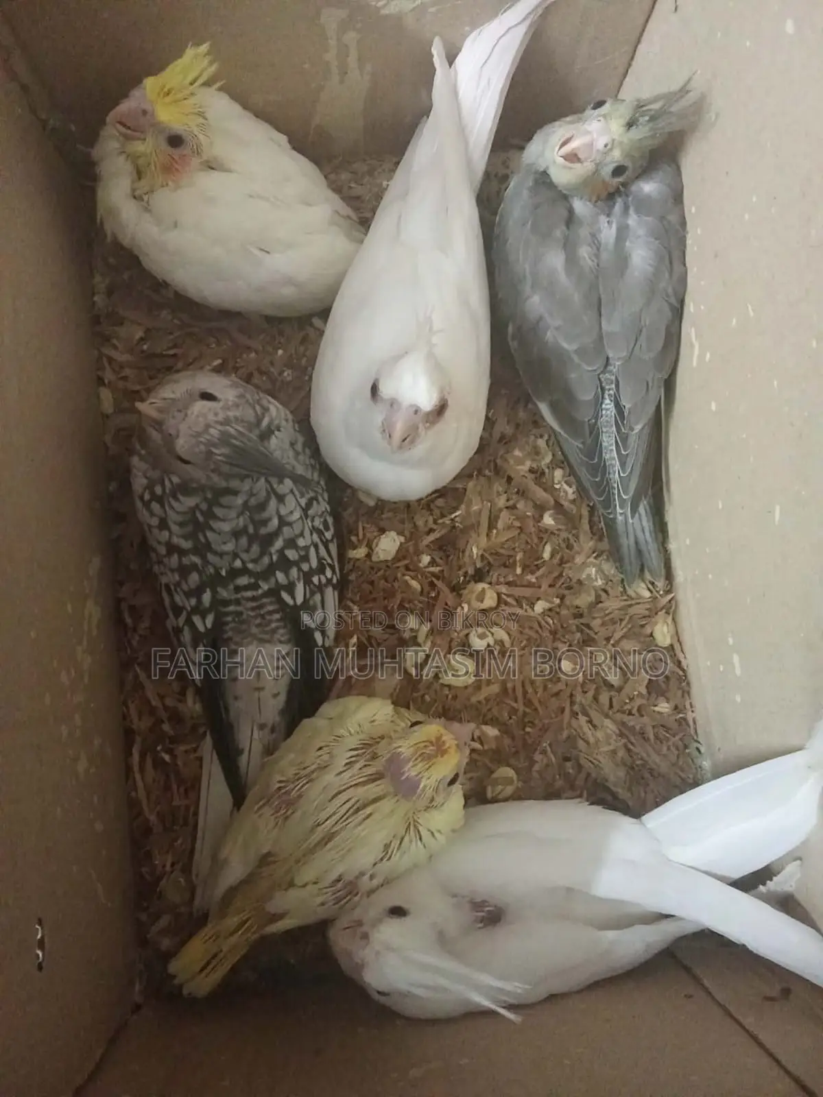 Hand-fed Cockatiel Chicks