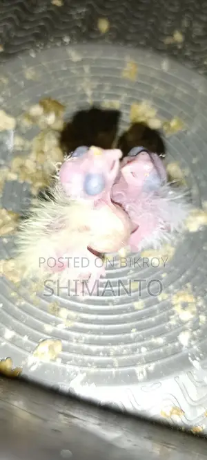 ককাটেল পাখি বিক্রি হবে