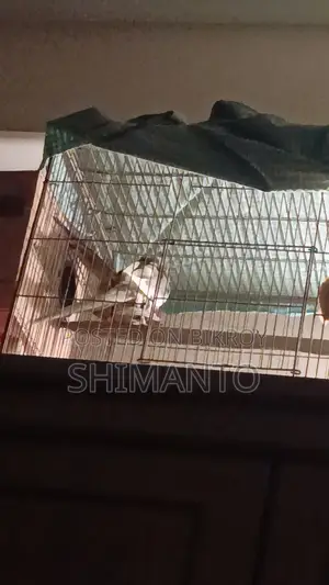 ককাটেল পাখি বিক্রি হবে