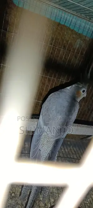 ককাটেল পাখি বিক্রি হবে