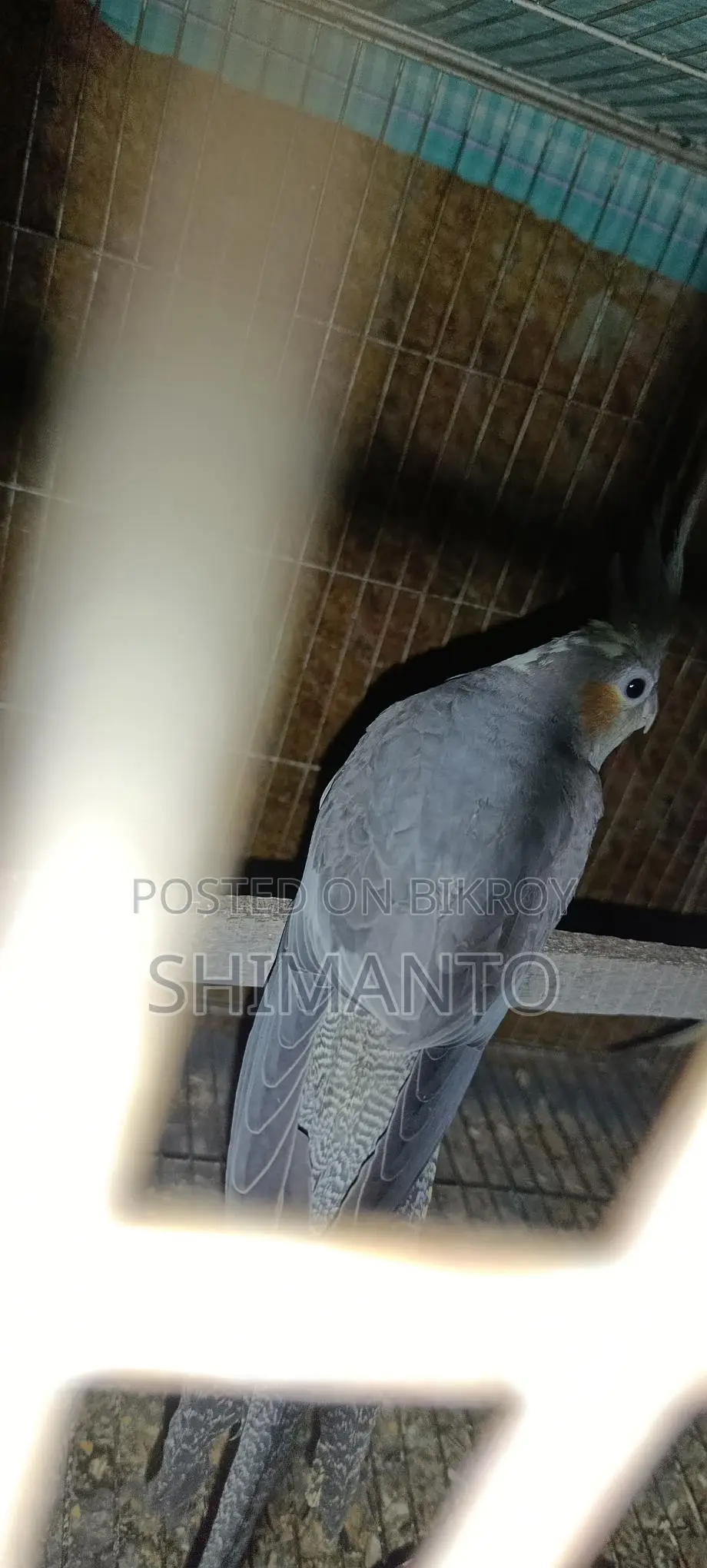 ককাটেল পাখি বিক্রি হবে