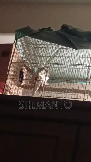 ককাটেল পাখি বিক্রি হবে
