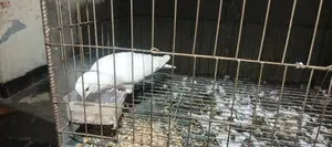 Kobutor for Sale