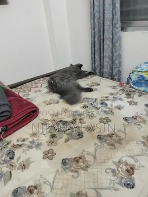 Pusian Male Cat