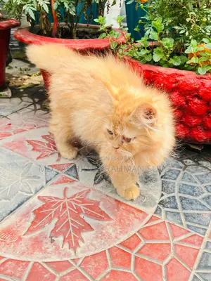 Persian Cat Male/Female