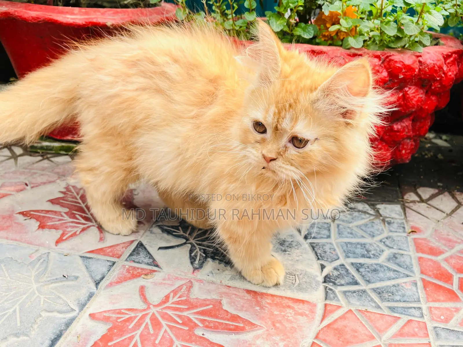 Persian Cat Male/Female