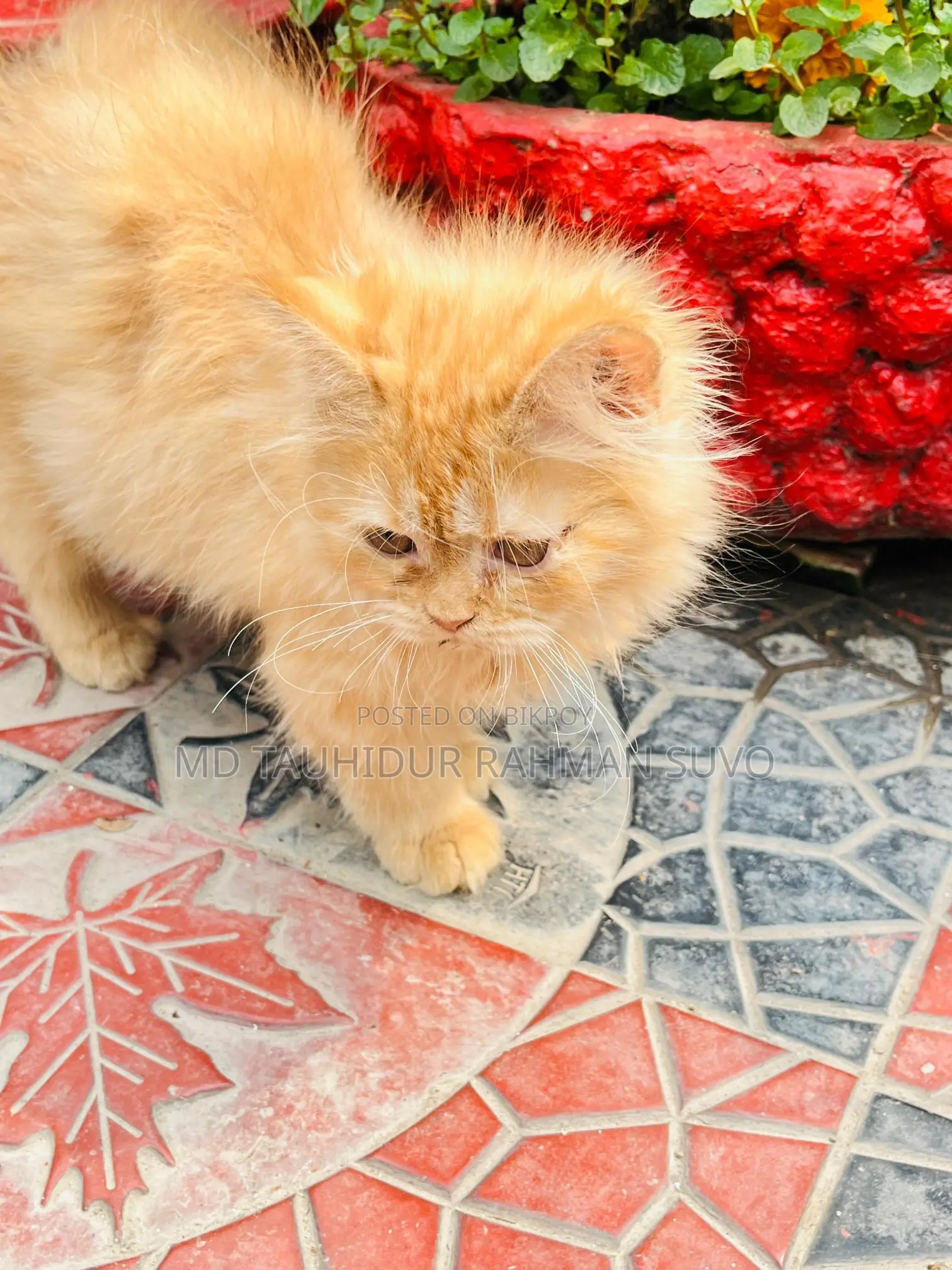 Persian Cat Male/Female