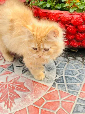 Persian Cat Male/Female