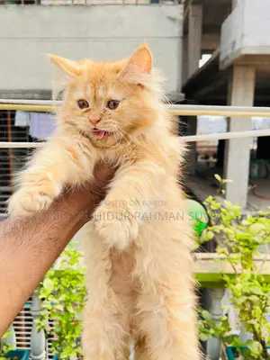 Persian Cat Male/Female