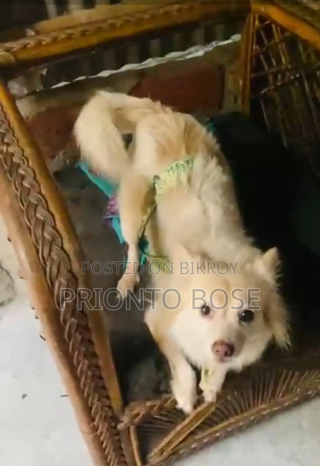 German Spitz for Sale