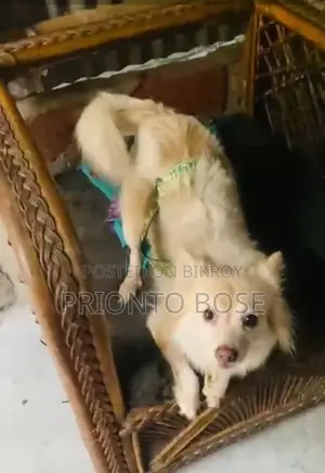 German Spitz for Sale