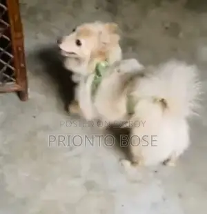 German Spitz for Sale