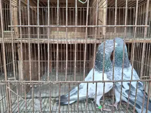 Bagha Pigeon