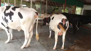 ১০৩৫ নং বাছাই কৃত ৩টি গাভী বিক্রয় ।