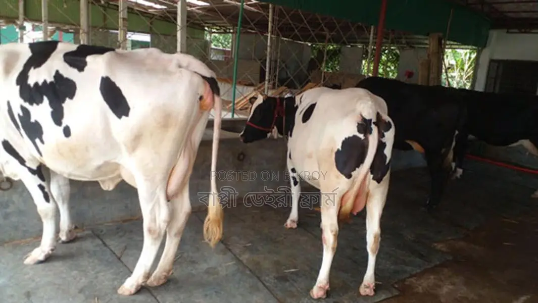 ১০৩৫ নং বাছাই কৃত ৩টি গাভী বিক্রয় ।