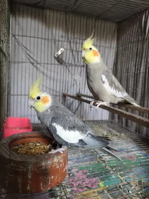 Cockatiel birds for sale