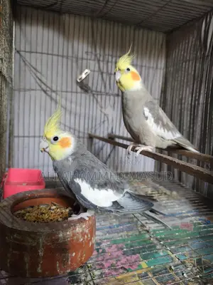 Cockatiel birds for sale