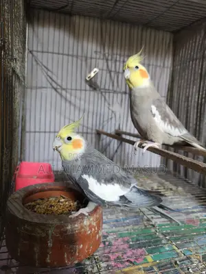Cockatiel birds for sale