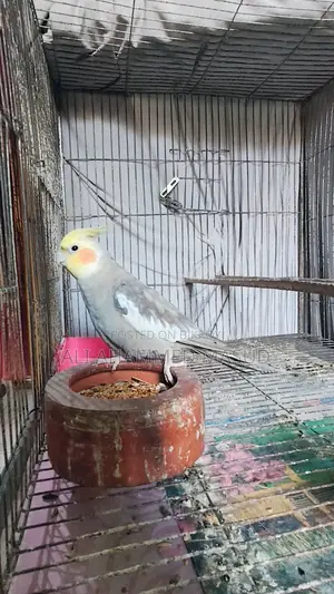 Cockatiel birds for sale